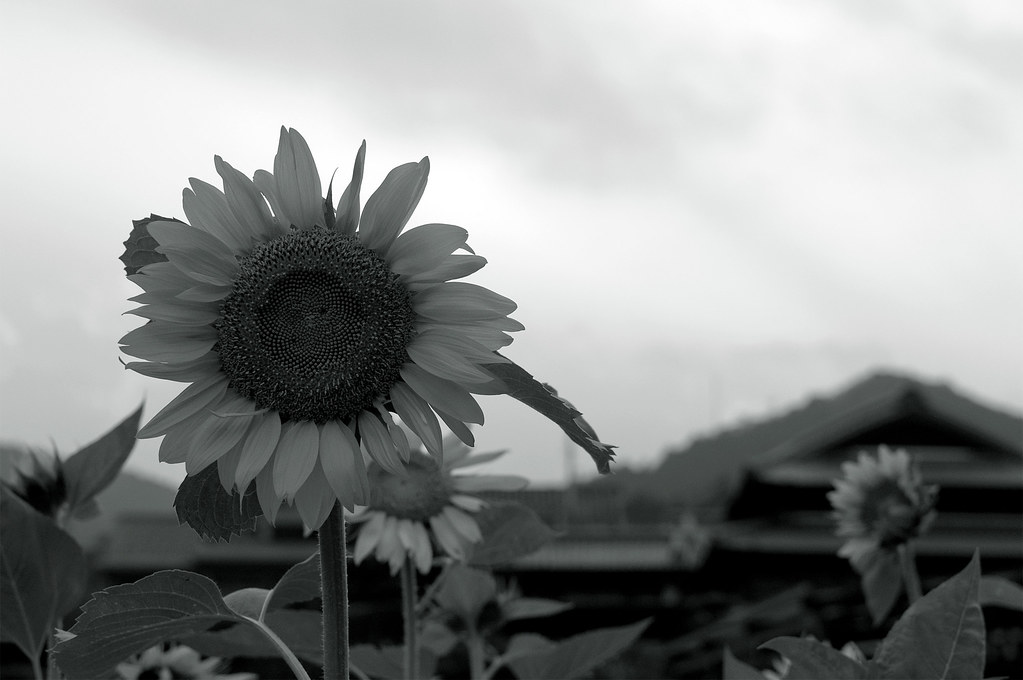 The last sunflower