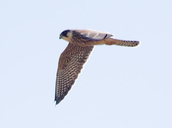 Red-footed Falcon; Falco vespertinus