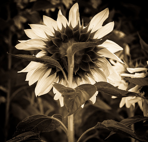 blackwhite sunflowers