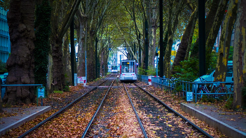 fall nature leaf herbst tram transportation düsseldorf duesseldorf baume strasenbahn
