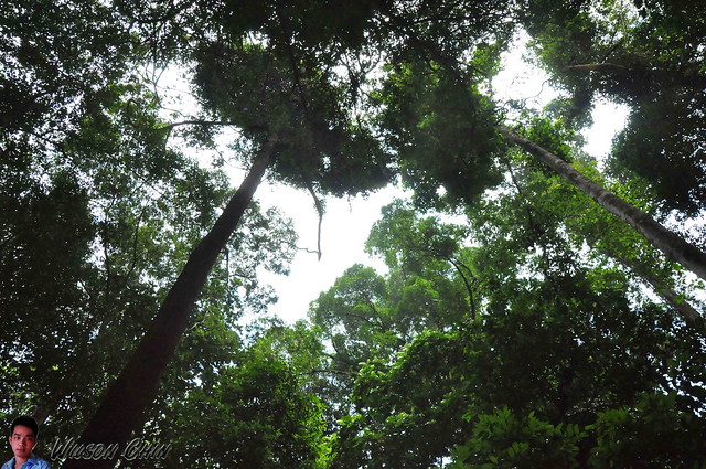 rainforest tree network