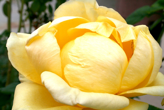 yellow rose of texas
