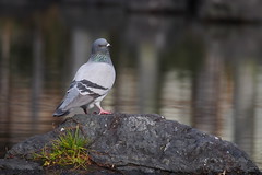 Columbiformes


-Doves & Pigeons