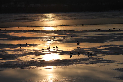 park winter sunset lake snow cold ice water frozen geese midwest iowa ames goldenhour frozenlake 2015 amesiowa adahaydenpark adahayden photobyed goldenhoursunset 2015feb