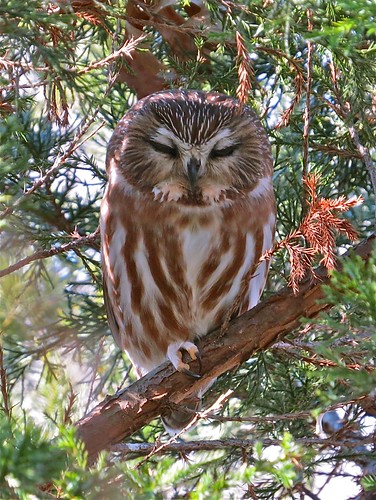 Northern Saw-whet Owl at Clinton Lake in DeWitt County, IL 78
