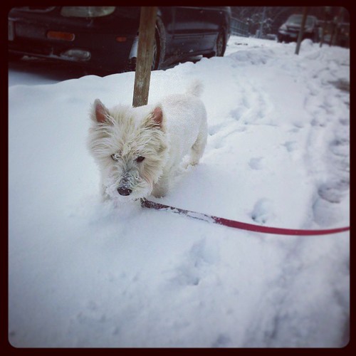 Oscar does not enjoy the snow. Not one bit...