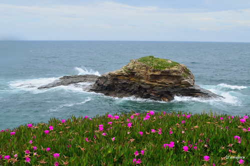 españa flores mar spain nikon galicia lugo isla foz roca islote cantábrico d5100