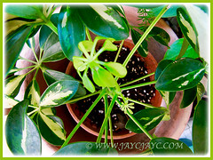 Schefflera arboricola 'Janine' with an emerging leaf
