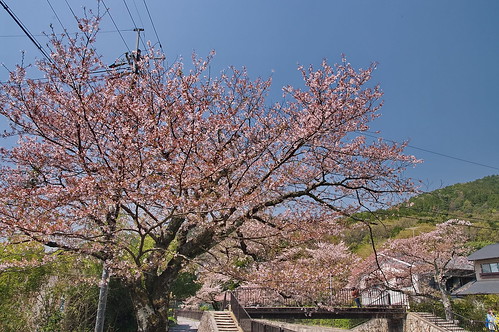 【写真】2013 桜 : 山科疎水/2020-09-19/IMGP9943