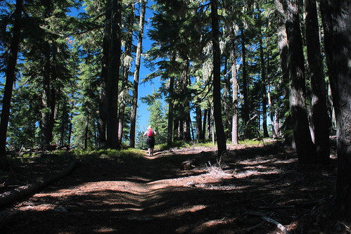 oregon forest pacific hiking peak crest diamond mount trail national pct wilderness willamette umpqua thielsen deshutes wsweekly46