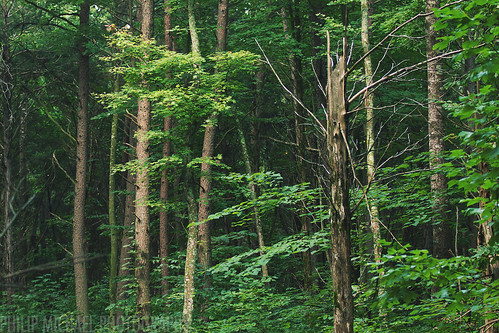 trees green nature forest woods kentucky