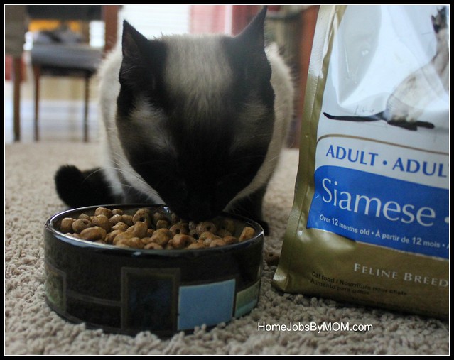 Royal Canin Adult Siamese Dry Cat Food Review