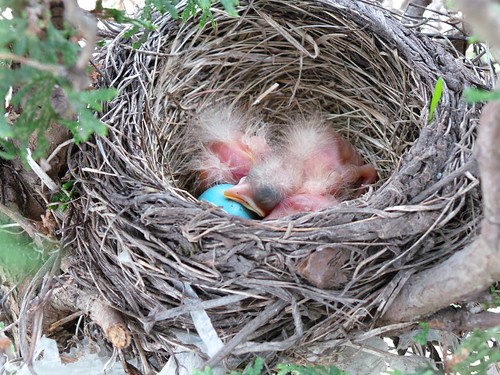 Baby robins in the nest
