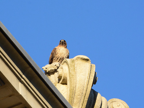 Red-Tailed Hawk (7551)
