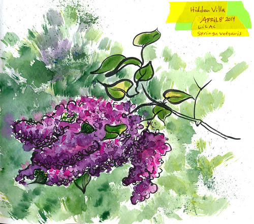 April 2014: Lilac Bushes in Hidden Villa