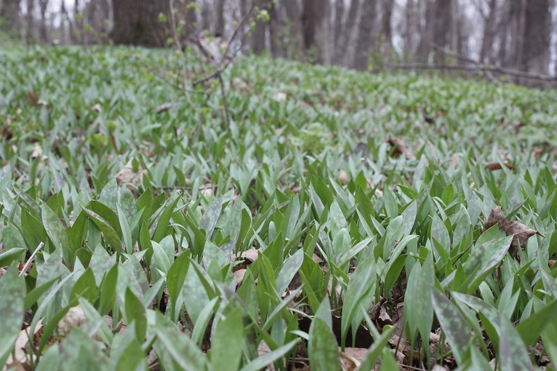 trout lily leaves