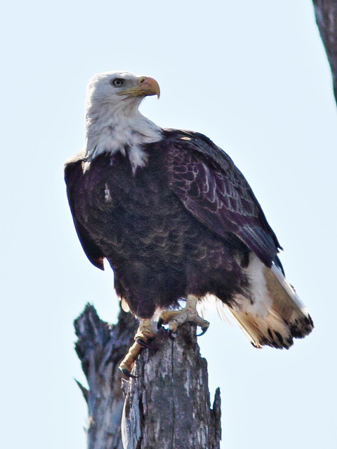 Bald Eagle female after mating 20150128
