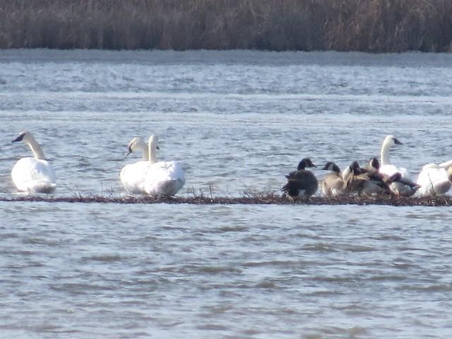 Trumpeter Swans and Tundra Swans at Hennepin and Hopper Lakes in Putnam County, IL