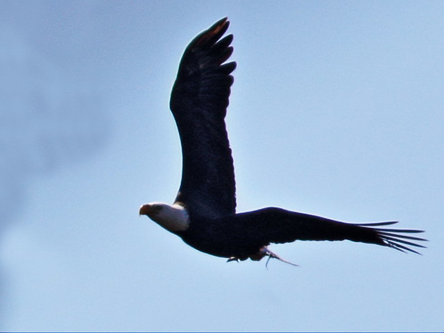 Bald Eagle male carries stick 20150128