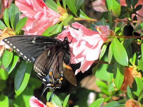 flower butterfly southcarolina swallowtail pollinator