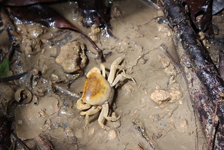 分布狹隘的特有種馬卡道澤蟹。