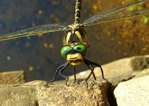 gardens insect dragonfly wildlife nationaltrust wakehurstplace goldenringed