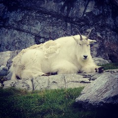 Mountain goat!
