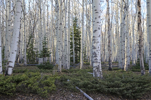 county trees fall forest utah spring ashley evergreen national aspen vernal uintah