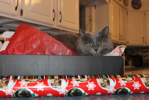 184/365/2010 (December 12, 2013) - Wanda the Christmas Cat