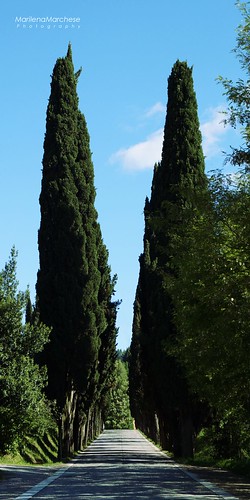 tree green nature alberi cypresses marilena cipressi marchese