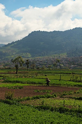 guatemala champs vue ameriquecentrale almolonga