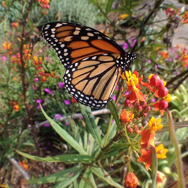 Butterfly wings are so beautiful.  @thehuntington @olloclip #macro