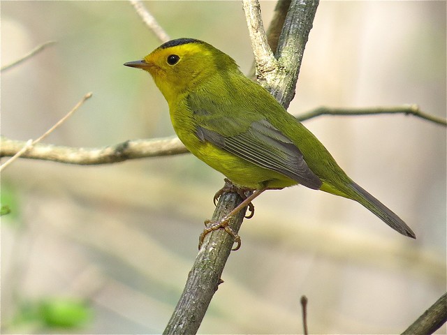 Wilson's Warbler at Ewing Park in Bloomington, IL