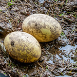 Ostrich Eggs at Dartmoor Zoo