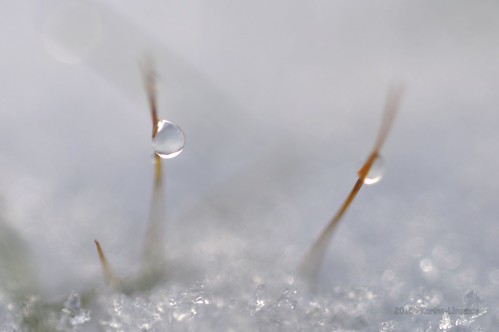 schnee winter snow macro deutschland dew gras makro lübeck schleswigholstein tautropfen c2015karinslinsede