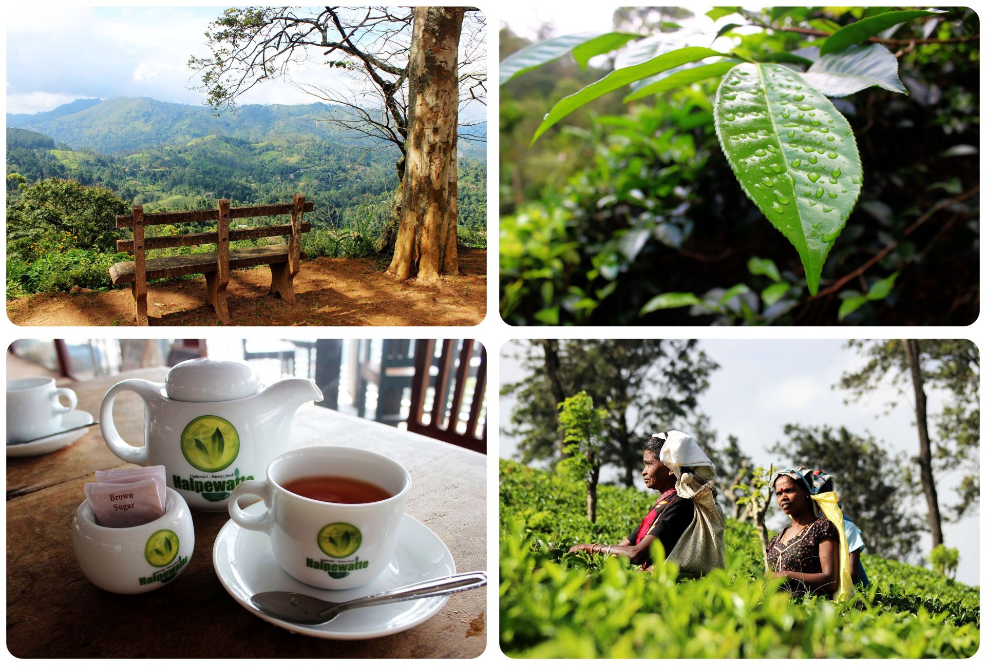 Tea country Sri Lanka