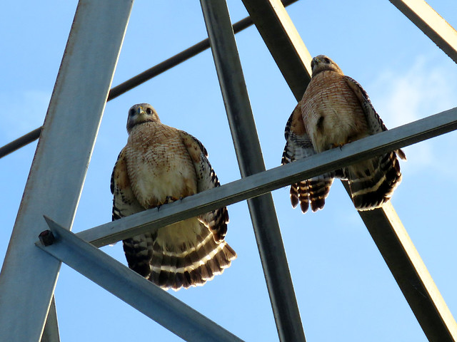 Red-shouldered Hawks (Buteo lineatus)