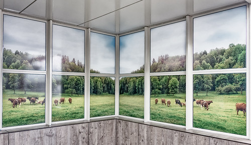 windows wall landscape cows waitingroom fotoprint blindwindows metroplatform hww windowswednesday spijkenissemetro