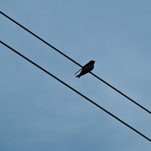 blue sky bird silhouette wire minimalism