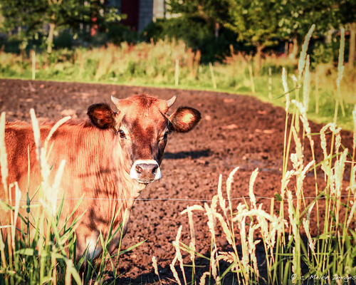 summer portrait sun cute beautiful grass june rural canon happy cow afternoon cattle horns 85mm frame 2013