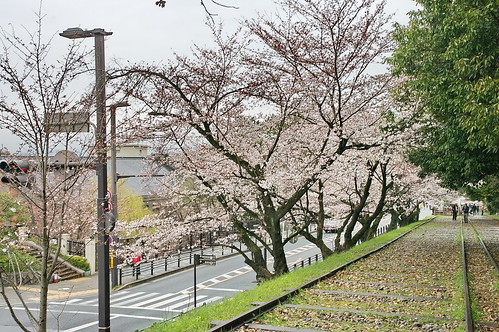 【写真】2013 桜 : 岡崎疎水/2020-09-27/IMGP8878