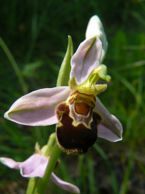 Ophrys apifera=Ophrys abeille