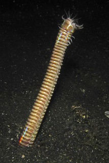 Bobbit worm stretch