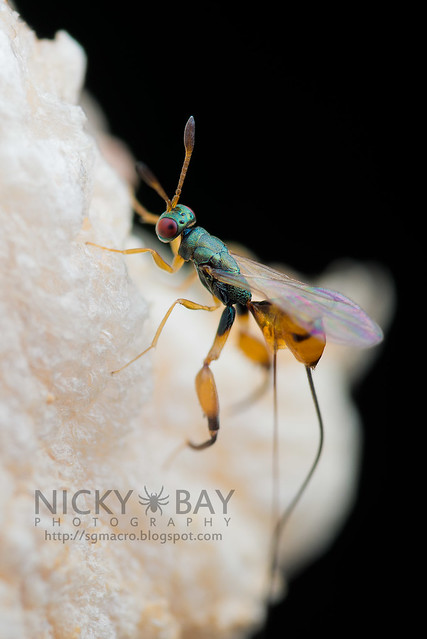 Mantis Parasitic Wasp (Podagrion sp.) - DSC_9337