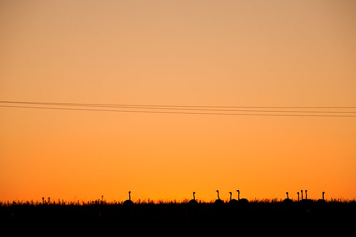 orange nature birds silhouette contrast canon landscape dusk farm 5d fullframe ostridges