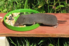 Northern Short-tailed shrew
