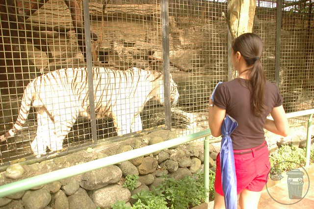 avilon zoo rizal