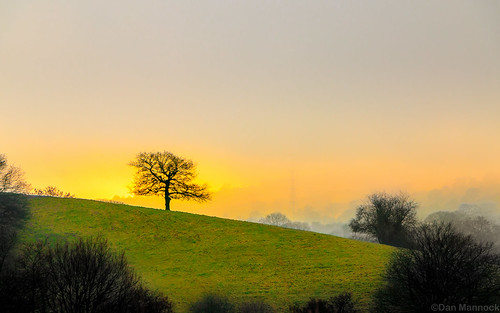 uk england sun tree field fog landscape unitedkingdom hill