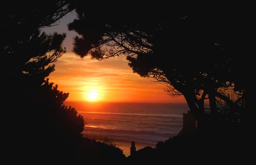 Shore Pine Sunset