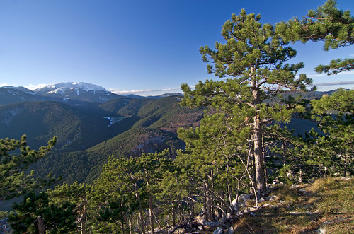 mountains forest austria rocks january berge pines alpen wald felsen föhren 2014 австрия gösing